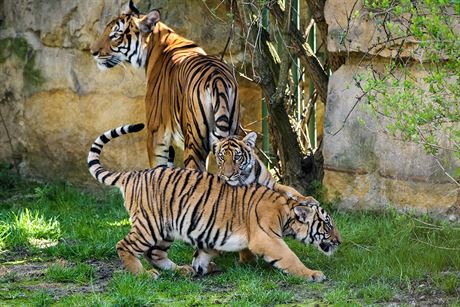 V Indii pibývá tygr, podle loského sítání u je jich asi 3000. 