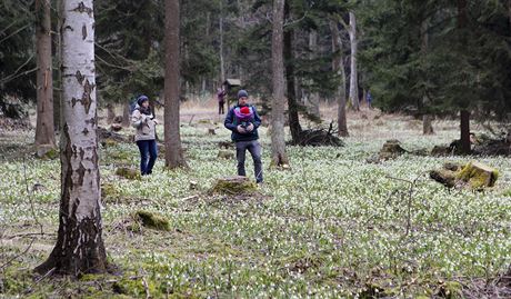 Bledule v národní pírodní rezervaci Ransko pitahují kadé jaro pozornost tisíc lidí. Mnozí pi tom vak poruují zákazy vstupu mezi kvtiny.
