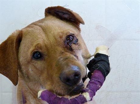 Týraný pes Ronny ji v péi odborník.