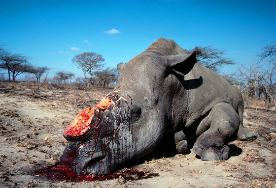 V roce 2017 zabili pytláci v Jižní Africe 1 028 nosorožců. Vyfoceno v rezervaci...