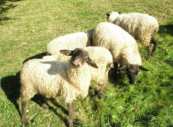 Ovce nepatří mezi tradiční domácí krkonošská zvířata, ale v posledních letech...