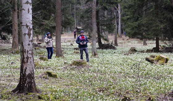 Bledule v národní přírodní rezervaci Ransko přitahují každé jaro pozornost tisíců lidí. Mnozí při tom však porušují zákazy vstupu mezi květiny.