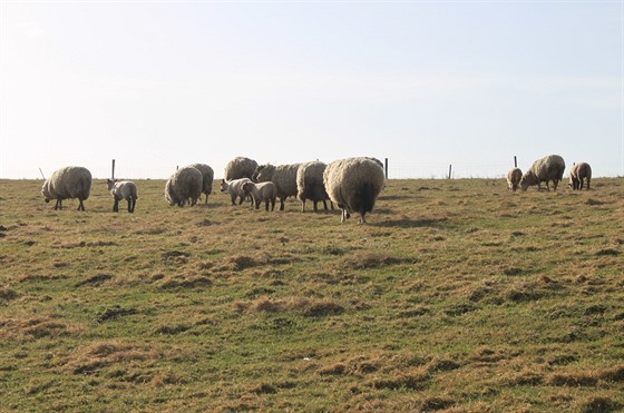 Pastvina v okolí Adrpachu