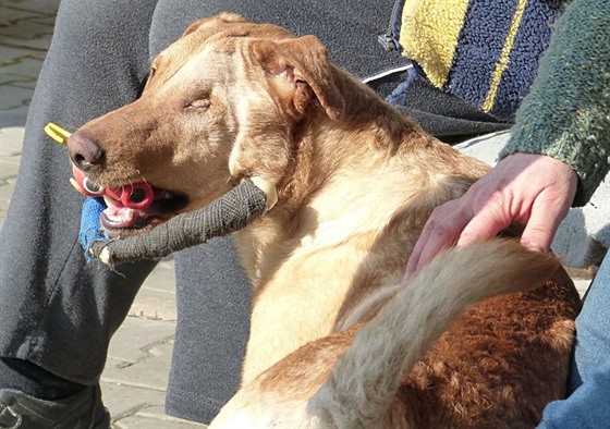 Týraný pes Ronny již v péči odborníků.