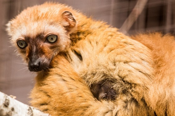 Samice vzácného lemura Sclaterova s mládtem.