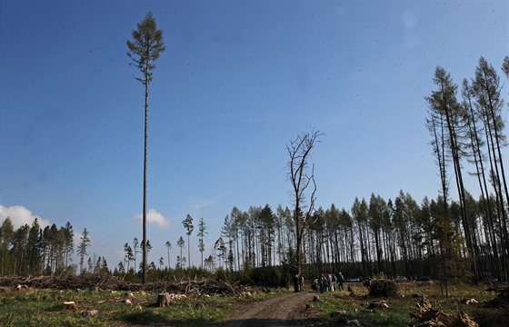 Kvůli kůrovcové kalamitě zůstávají na mnoha místech kraje místo lesů holiny, jako například na Vítkovsku. Sucho navíc ztěžuje náhradní výsadbu.