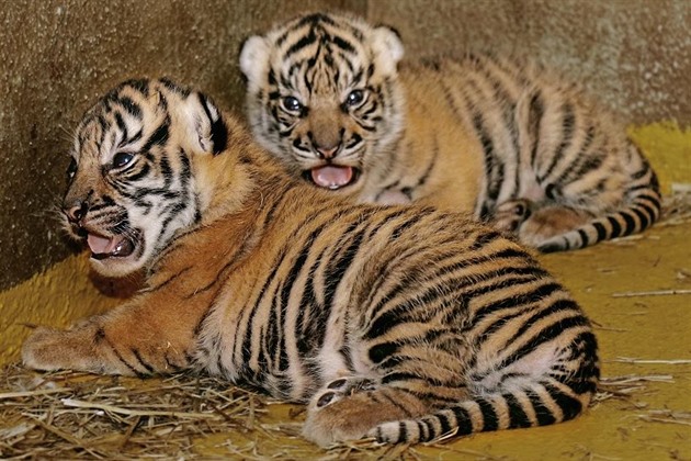 Brzy se z tchto dvou tygík mohou stát nejvtí hvzdy v jihlavské zoo....