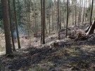 Poár lesa v Oslavanech na Brnnsku.