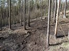 Poár lesa v Oslavanech na Brnnsku.
