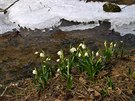 Bledule jarní jsou vyfoceny v pírodní rezervaci Chlébské dne 24.3.2018.