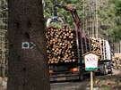 T�a�i za�ali zpracov�vat d�evo po lo�sk�ch vich�ic�ch na Medv�d� stezce. Trasa...