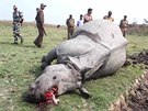 S pytláky bojují také v Indii. Mrtvý nosoroec v Pobitora Wildlife Sanctuary v...