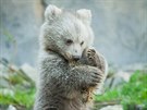 Medvdici s medvídtem mohou návtvníci hlubocké zoo vidt ve výbhu kadý den...