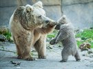 Medvdici s medvdtem mohou nvtvnci hlubock zoo vidt ve vbhu kad den...
