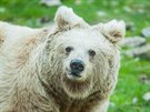 Medvdici s medvídtem mohou návtvníci hlubocké zoo vidt ve výbhu kadý den...