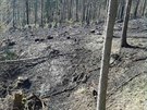Patnáct hasiských jednotek bojuje s lesním poárem u Oslavan na Brnnsku. Do...