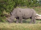Náramky vysílají signál, aby ochránci vdli, kde se nosoroec práv nachází.