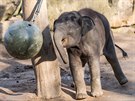 Max oslavil své druhé narozeniny. K vidní je v Údolí slon v horní ásti Zoo...