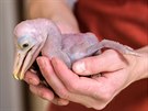 Mlád pelikána skvrnozobého - zatím ve velikosti, kdy se vejde do dlan.
