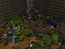 Botanické druhy Saintpaulií na pedchozím roníku výstavy afrických fialek v...