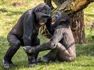 Gorilí bráchové Kiburi a Nuru se vn honí, rvou a kouou navzájem. Starí...