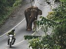 Slon a stráce parku na motorce, Khao Yai, Thajsko