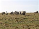 Pastvina v okol Adrpachu