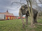 Slonice Baby Aurelia, kter je se svm cirkusem v Plzni, miluje stromy a kov,...