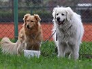 Psi, které v Kopivnici cvií na vyhledávání rakovinných vzork.