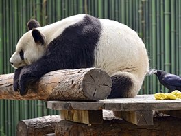 ZLODĚJKA SRSTI. Vrána vybírá v pekingské zoo pandě chlupy pro své hnízdo.