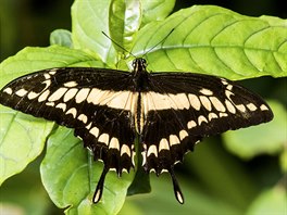 Motýlí krasavce, jako je napíklad Papilio thoas (domovem od jihu USA a po...