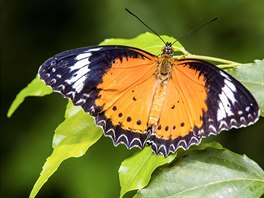 Letos se stal ústedním tématem výstavy vztah mezi motýly a rostlinami, take...