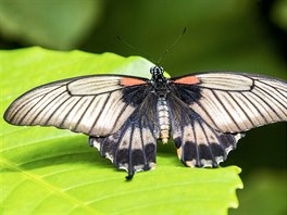 Ve skleníku Fata Morgana se o motýlech dozvíte mnoho zajímavého na vzdlávacích...