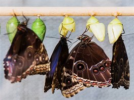Z nkolika tisíc kukel dovezených z motýlí farmy ve Velké Británii se pímo v...