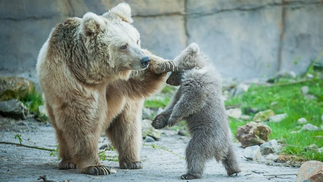 Medvdici s medvdtem mohou nvtvnci hlubock zoo vidt ve vbhu kad den od 9 do 14 hodin.
