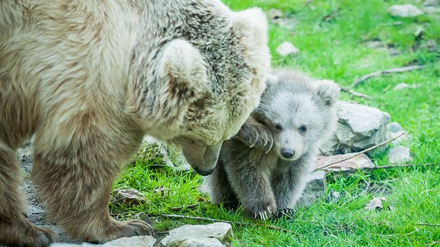 Medvdici s medvdtem mohou nvtvnci hlubock zoo vidt ve vbhu kad den od 9 do 14 hodin.