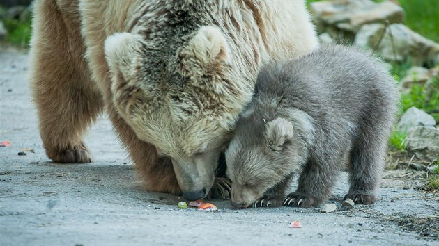 Medvědici s medvídětem mohou návštěvníci hlubocké zoo vidět ve výběhu každý den od 9 do 14 hodin.
