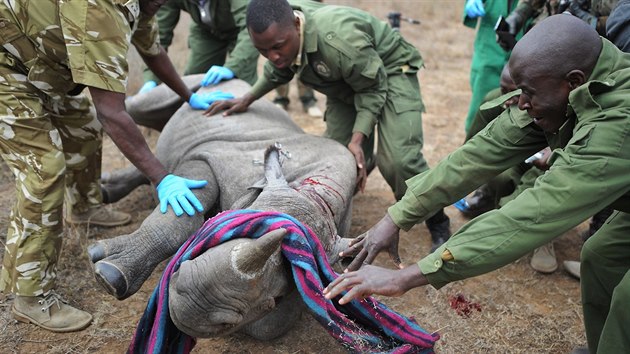 Hlídání nosorožců je čím dál složitější.