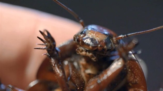 Mazlíček šváb z očí do očí