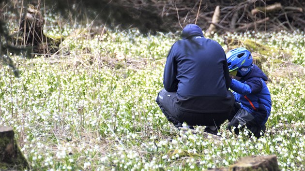 Bledule v národní přírodní rezervaci Ransko přitahují každé jaro pozornost tisíců lidí.