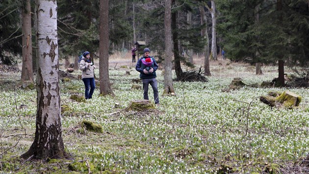 Bledule v národní přírodní rezervaci Ransko přitahují každé jaro pozornost tisíců lidí.