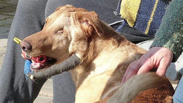 Týraný pes Ronny již v péči odborníků.