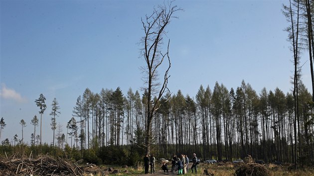 Na mst hustho lesa zstv v revru nov Vrbno na Vtkovsku jen pr osamlch strom.