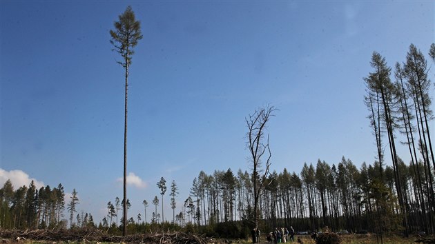 Na místě hustého lesa zůstává v revíru nové Vrbno na Vítkovsku jen pár osamělých stromů.