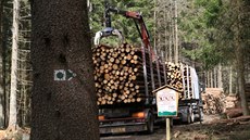 T�a�i za�ali zpracovávat d�evo po lo�ských vich�icích na Medv�dí stezce. Trasa...