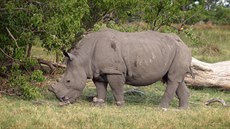 Náramky vysílají signál, aby ochránci věděli, kde se nosorožec právě nachází.