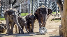 Slonice Janita a Tamara se svými prvorozenými syny Maxem a Rudim na procházce v listopadu 2016. 