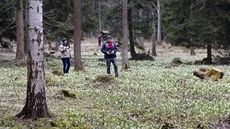 Bledule v národní pírodní rezervaci Ransko pitahují kadé jaro pozornost...