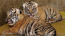 Brzy se z tchto dvou tygík mohou stát nejvtí hvzdy v jihlavské zoo....