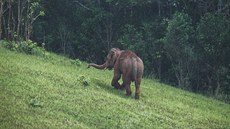 Ná první divoký slon, Khao Yai, Thajsko